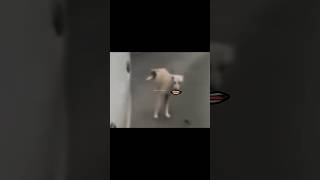 Dag mind voice Be like 🤣😂😅🤭 comedy funnyvideo fun funnyshorts trending viralshort [upl. by Avigdor395]