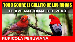 🛑🟠 TODO SOBRE EL GALLITO DE LAS ROCAS 🟠🛑  EL AVE NACIONAL DEL PERÚ  RUPICOLA PERUVIANA [upl. by Lilith]