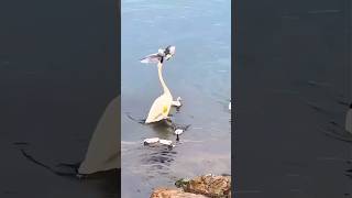 Power of mother swan swan mother animalvideos funnyanimals birds duck hen pet petshop ai [upl. by Yvonne]