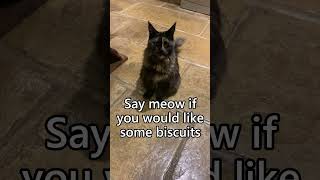 Have you ever heard a Maine Coon cat meowing [upl. by Hanauq]