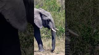 Young Elephant Wildlife  ShortsAfrica 100Shorts2024 [upl. by Nahgrom621]