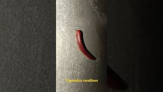 millipede Trigoniulus corallinus [upl. by Kass]