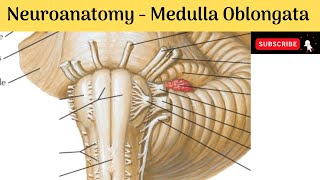 Medulla Oblongata  External Features  Internal features  Blood Supply  Clinical correlations [upl. by Esinart]