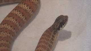 Dajarra Death Adder and More [upl. by Jeremiah522]