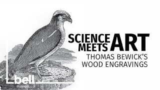 Science Meets Art Thomas Bewicks wood engravings [upl. by Helbonnah]