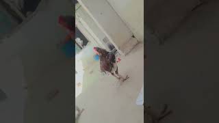 Aseellakhemurga king size foryou rooster short shortvideo myyoutubechannel 25 July 2024 [upl. by Turtle]