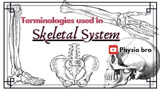 Terminologies used in skeletal system [upl. by Alia]