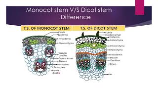 difference between monocot and dicot stem [upl. by Oshinski52]