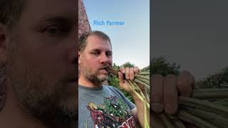 Trying burdock root burdockroot foraging farming [upl. by Otilrac]