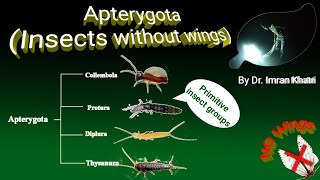 Insect Orders Part 1 Apterygota  Insects Without Wings  By Dr Imran Khatri [upl. by Erl359]