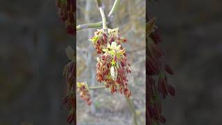 The ash tree is blooming ash tree [upl. by Whitelaw]