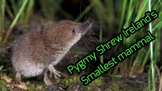 Pygmy Shrew Irelands Smallest Mammal [upl. by Nemaj]