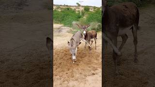 Donkeys full enjoying in jungle [upl. by Prestige]