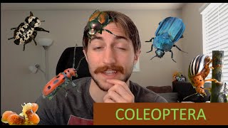 Coleoptera The Beetles  Order Spotlight [upl. by Darryl]