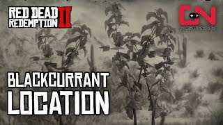 RDR2 Online  Blackcurrant Location  Daily Challenge [upl. by Nettie322]