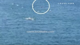 Great White Shark Attack quotCAUGHT on CAMERAquot  Manhattan Beach Pier RAW FOOTAGE [upl. by Rehtaeh]