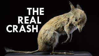 Bandicoot The Real Life Crash [upl. by Moor]