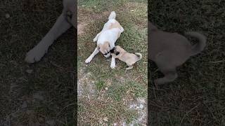 ZEYNO YENİ ARKADAŞI dog malakli animals alabai puppy kangal alabaidog kangaldog nature cat [upl. by Paule38]