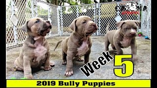 American Bully Puppies Week 5 Update Clip  1 Female Available [upl. by Julina320]