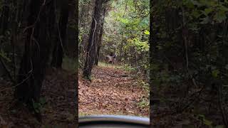 Curious little lady in the woods wildlife whitetaildeerdeer doe [upl. by Angelis]