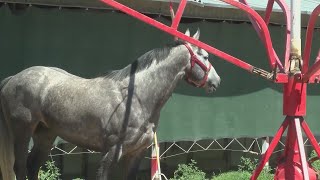 Racehorses evacuate Ruidoso Downs to Albuquerque Downs at Expo New Mexico [upl. by Charlean256]