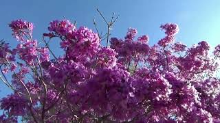 Lapacho Rosado Tabebuia Impetiginosa Fascinante [upl. by Aicilyhp]