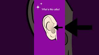 Ear Anatomy 🦻👂🦻ear essential science anatomy ytshorts medicalexam [upl. by Lorie]