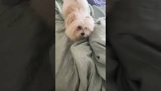 Benji attacks hand under blanket [upl. by Edwyna]