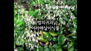 바위취 Saxifraga stolonifera [upl. by Rediah344]