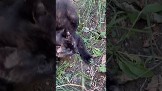 Trying to tame a feral kitten [upl. by Aneeroc]