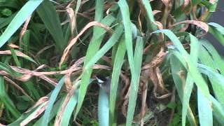 Baby Chickadee Learning How To Fly Fluttering To Old Red Barn [upl. by Esinart]