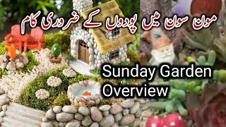 Sunday Garden OverviewDaily VlogHome Fairy Garden [upl. by Ahsikcin226]