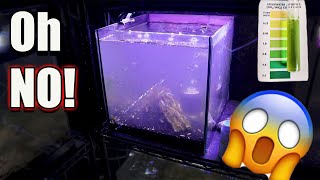 I Had an Ammonia Spike in 4 quotCycledquot Fish Tanks Heres What I Did [upl. by Nevs]