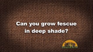 QampA  Can you grow fescue grass in deep shade [upl. by Lurline]