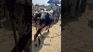 Cow loading shortvideo like cow reels [upl. by Dorweiler550]