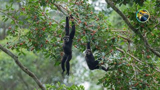 WILDLIFE Paradise Found in the Rain Forest [upl. by Dugas]