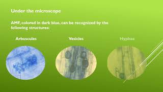 Visualizing mycorrhizal fungi in roots  SolACE Training Material [upl. by Alexandria159]