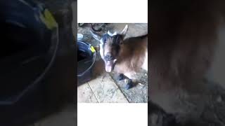 Funny Goat Sounds  Shorts Video Goat Sounds [upl. by Siryt369]