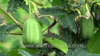 Aristolochia indica or Indian Birthwort  a snake bee and scorpion bite cure [upl. by Coryden]