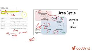 Ornithine is converted into citruline by an enzyme [upl. by Ahsinahs629]