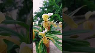 Paphiopedilum insigne natural orchid shortvideo [upl. by Eads]