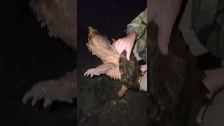 Suwannee Alligator Snapping Turtle [upl. by Latnahs]