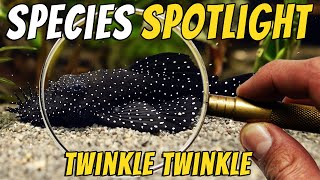 Discover the Starlight Bristlenose Pleco  Ancistrus dolichopterus  L183 [upl. by Dickenson574]