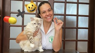 Como dar comprimido para gatos  nível fácil 💊 ➕ 😺 [upl. by Sitto]