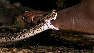 Viper Bite in Slow Mo  BBC Earth [upl. by Lemhaj597]