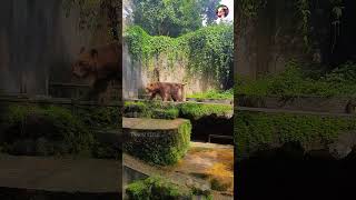 shorts  Bear roaring  Dehiwala Zoo [upl. by Uwkuhceki]