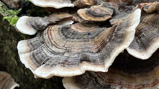 4K Trametes versicolor Mushroom Identification [upl. by Aura]