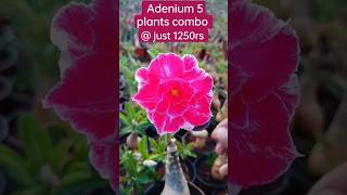 Any Colour Grafted Adenium 5 plants  1250rs only Whats app 8015871885 shorts sale viralvideo [upl. by Sheffie]