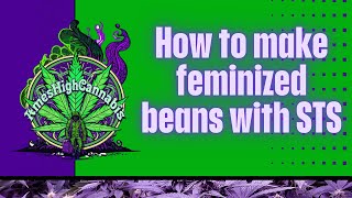 How to make feminized beans with STS LIVE [upl. by Carrick]