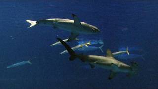 Web Extra Great White Sharks in Captivity  KQED QUEST [upl. by Beaufort]